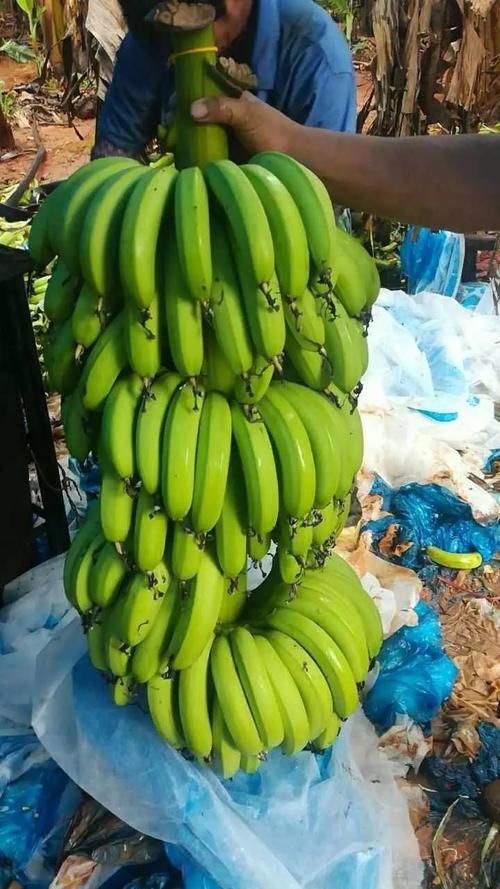 一棵香蕉结果多少斤(一棵香蕉结果多少斤)