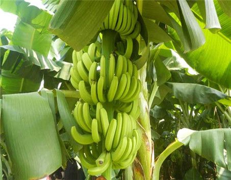 导读：本文主要讨论的是，一颗香蕉用多少肥料的问题