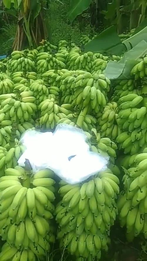 一亩地能产多少斤香蕉呢(一亩地能产多少斤香蕉呢图片)