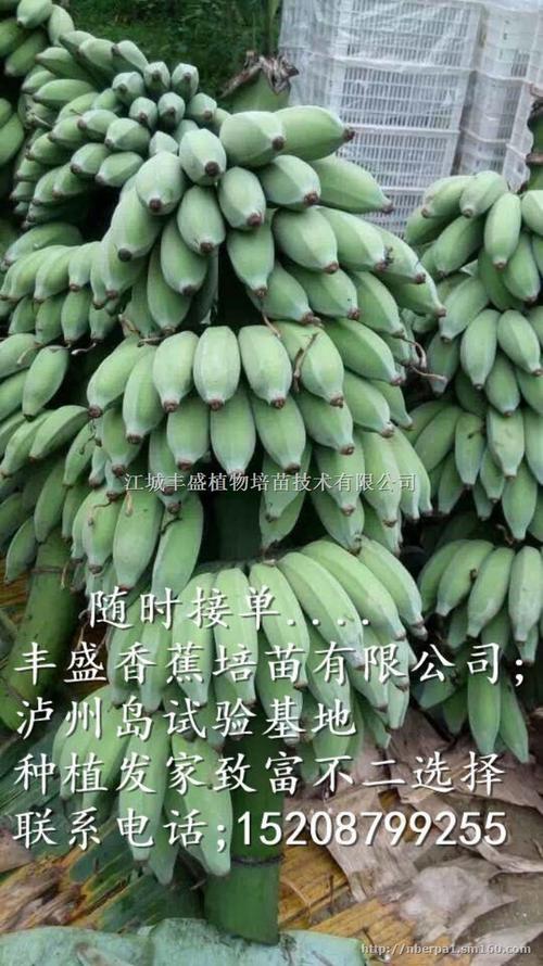 700克有多少根香蕉苗(700克有多少根香蕉苗组成)