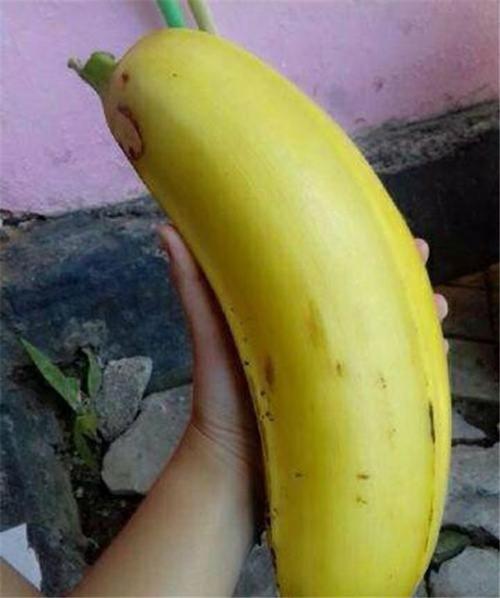 一颗香蕉能结多少斤(一颗香蕉能结多少斤果)