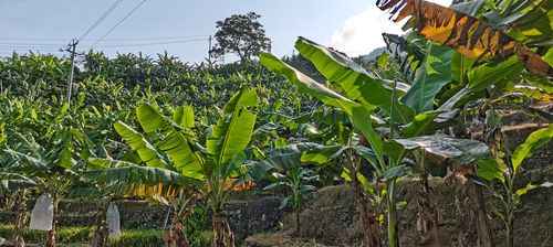 如何种植香蕉的正确方法