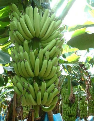 一颗香蕉树长多少香蕉(一颗香蕉树长多少香蕉皮)