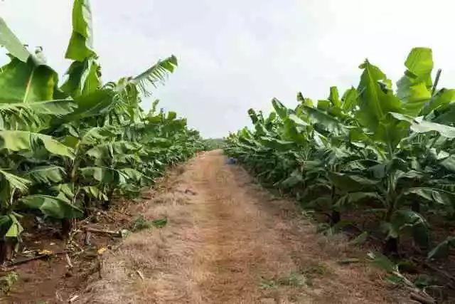 【导读】种植香蕉是热带国家和地区最常见的农作物之一拥有着很高的价值正确地种植香蕉