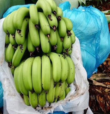 导读：无论是小农户还是大农场主，想知道一亩地能产多少斤香蕉都是一个大问题
