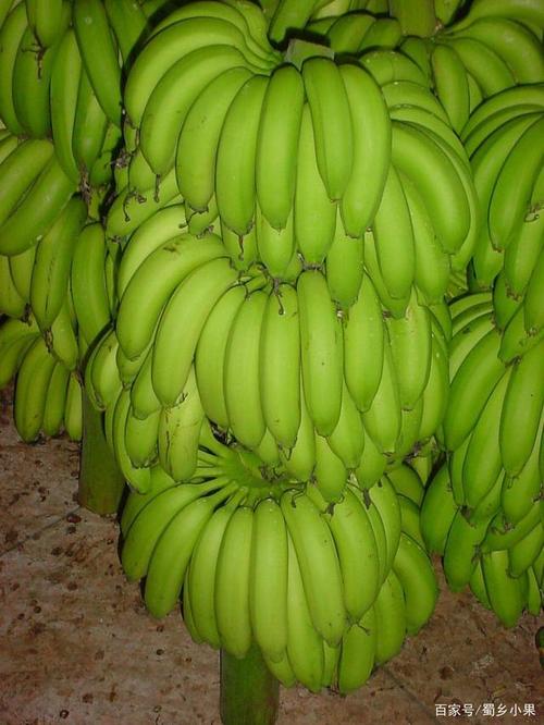 saba是什么香蕉(sa banana)