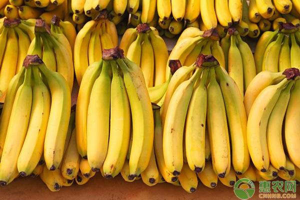 导读：一斤香蕉大概需要多少根？在这里我将为您介绍1斤香蕉大概需要多少根的标准，同时使用大量的实例来说明此标准的应用