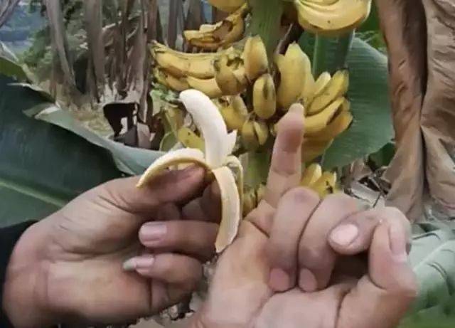 导读：本文主要介绍了关于一棵香蕉结果多少斤的问题，测试下述条例可以帮助我们准确得出结果
