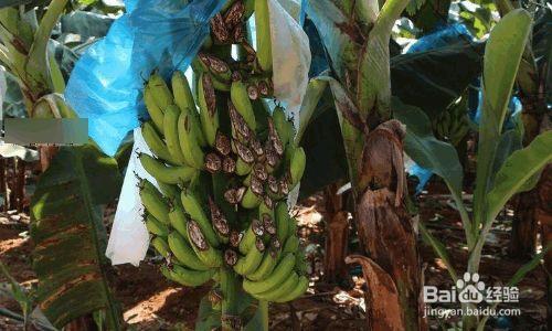导读：一颗香蕉留多少芽是果农们常常问的问题，因为留存多少芽会影响香蕉收成